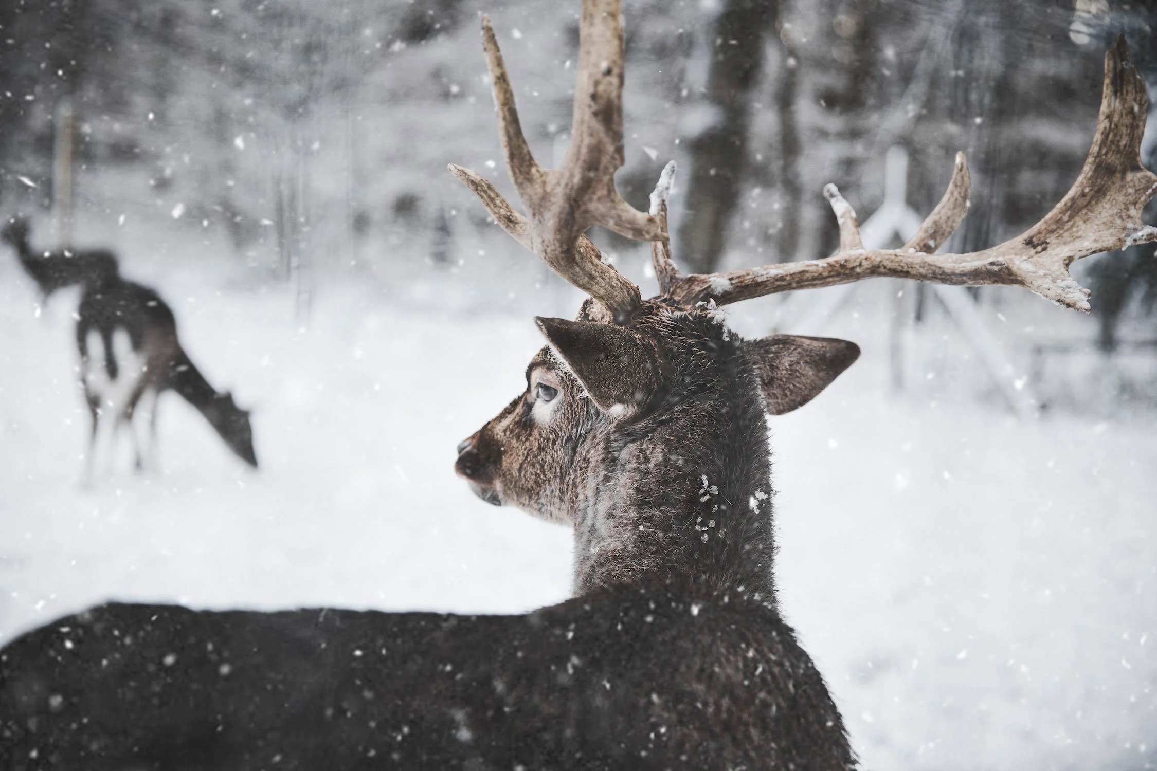 ‘Zombie deer disease’ epidemic spreads in Yellowstone as scientists raise fears it may jump to humans